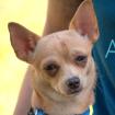MADITA - Chihuahua - 10 Monate - Tierhilfe-Franken e. V.