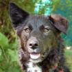 NORMITA - Mix - 1 Jahr - Tierhilfe-Franken e. V.