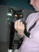 Junge liebe Katze Anna