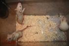 3 süße Ratten-Jungs abzugeben