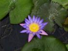Seerose violet star absolute Rarität große Blüten große Blätter