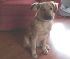 Hübsche u. liebe Collie-Mix-Hündin Debbie sucht eine liebevolle Familie