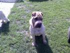Reinrassige shar-pei hündin 1 1/2 jahre