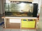 Verkaufe 2 Wasserschildkröten mit Aquarium und Unterbau