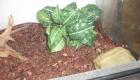 1. 1 Lampropeltis triangulum hondurensis Milchnatter