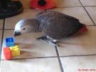 Gesucht wird Sammy
