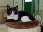 Schmusiger bescheidener Kater Caramelo