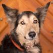 BENNY BLUE - Collie-Mix - 9 5 Jahre- Tierhilfe-Franken e. V.
