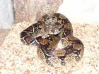 0. 1 Boa Constrictor 1 60 m 2 jährig mit Volglassterrarium