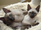 Tonkanesen Kater 14 W. Kitten natural mink - champagner mink