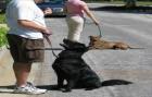 Erziehungshilfe für Ihren Vierbeiner Hundetrainer