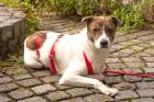 DINO - Mix - 3 Jahre - Tierhilfe-Franken e. V.
