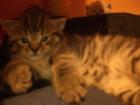 BKH Katzenbabys