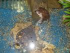 2 kleine Wasserschildkröten inkl. wunderschönes großes Aquarium abzugeben