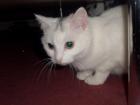Zucker süße katze