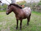 Suche RB für unser Pony