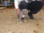 AMERICAN STAFFORD BLUELINE WELPEN 8 WOCHEN ALT