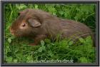 Meerschweinchen verschieden Rassen und Farben