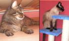 Siamkatzen und Maine Coon