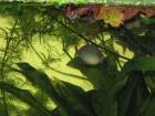 Schachbrettschmerle Diamandregenbogenfisch zu verschenken