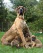 Deutsche Dogge Doggenwelpen gestromt und gelb aus VDH-Zucht