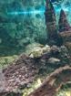 Wasserschildkröte inkl. Aquarium Zubehör