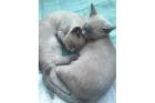 Tonkanesen - Kitten in der Farbe Blue mink