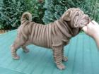 Purpur lila shar pei welpen zu verkaufen