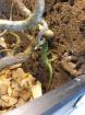 Phelsuma Grandis Madakaskar Taggecko