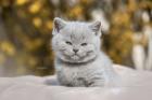 BKH Kitten Kater lilac m