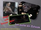 Blackself-Fähe 04. 06. 2022 sucht Adoptiveltern