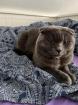 Scottish fold