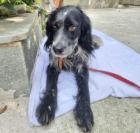 Nilo sucht ein passendes Zuhause
