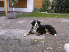 Suche Berner Sennen Deckrüde