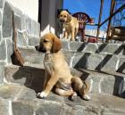 Bibi sucht ein passendes Zuhause