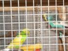 Charmant und aufgeweckt sucht