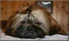 Shih Tzu of the Lion Bridge VDH/FCI