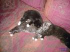 Kleine baby katzen