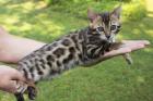 Bengal Kitten Bengalkitten weiblich