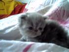 Noch 1 Kater sucht neue Dosis