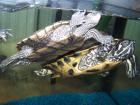 Männl. Höckerschildkröte ca 3 5J. kastriert abzugeben