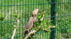 Bartagame gegen Schutzgebühr