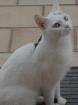 Weiß katze mit schwarzem punkt auf dem Rücken entlaufen