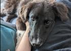 Sirius/ Baikas sucht ein passendes Zuhause