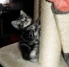 Whiskaskätzchen - Britisch Kurzhaar in black-silver-tabby-classic