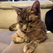 SALLY -europäische Hauskatze - 1 Jahr - Tierhilfe-Franken e. V.