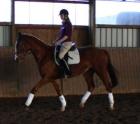 Hannoveraner Wallach Rhytm of Success von Royal Blend