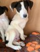 Toni sucht ein passendes Zuhause
