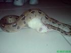 Boa Constrictor Bock ca. 1 20m Ehningen 71139