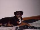 So alle hundedamen gut aufgepasst
